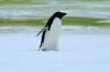 Adelie Penguin :: Adeliepinguin :: Pygoscelis adeliae