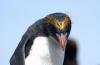 Macaroni Penguin :: Goldschopfpinguin