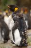 King Penguin :: Knigspinguin :: Aptenodytes patagonicus
