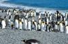 King Penguin :: Knigspinguin :: Aptenodytes patagonicus