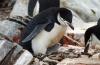 Chinstrap Penguin :: Zgelpinguin