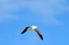 Southern Black-backed Gull/Kelp (Dominican) Gull :: Dominikanermwe