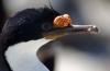 Antarctic (Blue-eyed) Cormorant/Shag :: Blauaugenkormoran/Blauaugenscharbe