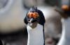 Antarctic (Blue-eyed) Cormorant/Shag :: Blauaugenkormoran/Blauaugenscharbe