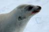 Crab eater seal :: Krabbenfresserrobbe