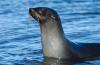 Fur Seal :: Pelzrobbe :: Arctocephalus