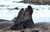 Southern Elephant Seal :: Sdlicher See-Elefant