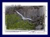 Gabelschwanzmwe :: Swallow-Tailed Gull