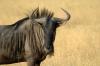Wildebeest :: Streifengnu