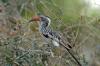 Red-billed Hornbill :: Rotschnabeltoko