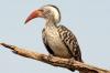 Red-billed Hornbill :: Rotschnabeltoko