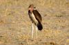 Marabou Stork :: Marabu
