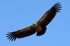 White-backed Vulture :: Weirckengeier