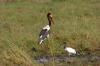 Saddle-billed Stork :: Sattelstorch