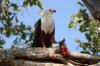 African Fish Eagle :: Schreiseeadler
