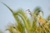 Pied Kingfisher :: Graufischer