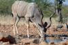 Kudu :: Groer Kudu