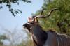 Kudu :: Groer Kudu