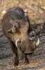 Warthog :: Warzenschwein