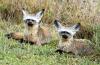 Bat-eared Fox :: Lffelhund