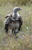 Rppells Vulture :: Sperbergeier