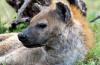 Spotted Hyena :: Tpfelhyne