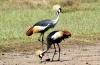 Crowned Crane :: Kronenkranich