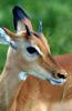 Impala :: Schwarzfersenantilope