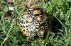 Leopard Tortoise :: Leopardenschildkrte