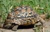 Leopard Tortoise :: Leopardenschildkrte