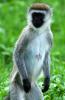 Vervet Monkey :: Grnmeerkatze