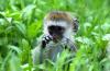 Vervet Monkey :: Grnmeerkatze