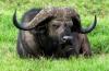 Buffalo :: Wasserbffel
