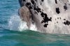 Southern Right Whale :: Sdkaper oder Glattwal