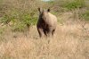 Black Rhino or Black Rhinoceros :: Spitzmaulnashorn