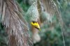 Lesser Masked Weaver :: Cabanisweber