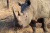 White Rhino or White Rhinoceros :: Breitmaulnashorn