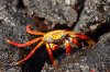 Sally Lightfoot Crab :: Rote Klippenkrabbe
