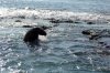 Galapagos-Seebr :: Galapagos Fur Seal