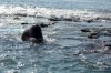 Galapagos-Seebr :: Galapagos Fur Seal