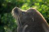 Galapagos-Seelwe :: Galapagos Sea Lion