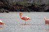 Flamingo :: Greater Flamingo