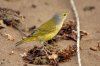 Goldwaldsnger :: Yellow Warbler