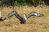 Galpagos-Albatros :: Waved Albatross