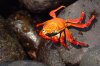 Sally Lightfoot Crab :: Rote Klippenkrabbe