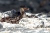 Flugunfhiger Kormoran :: Flightless Cormorant