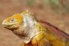 Land Iguana :: Landleguan
