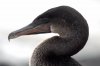 Flugunfhiger Kormoran :: Flightless Cormorant