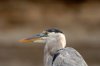 Graureiher :: Great Blue Heron