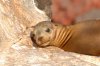 Galapagos-Seelwe :: Galapagos Sea Lion